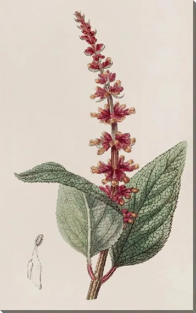 Картина Шалфей мелкоцветковый (1815-1819)