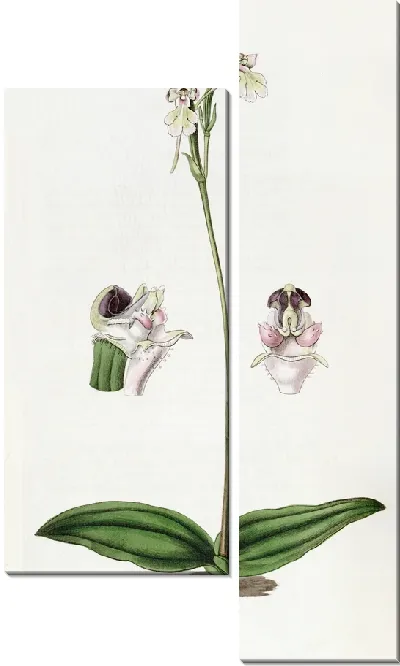 Картина Щитковидная собака-орхидея (1815-1819)