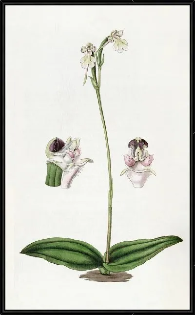 Картина Щитковидная собака-орхидея (1815-1819)