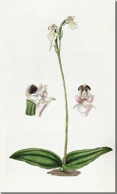 Картина Щитковидная собака-орхидея (1815-1819)