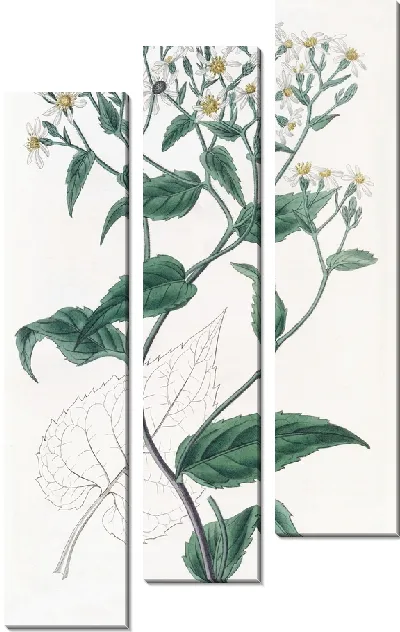 Картина Щитковидный Эврибия (1815-1819)
