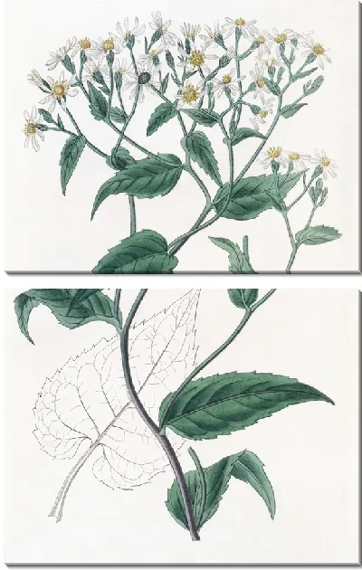 Картина Щитковидный Эврибия (1815-1819)