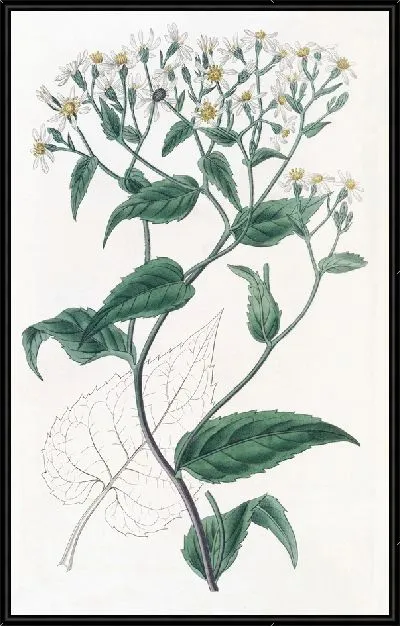 Картина Щитковидный Эврибия (1815-1819)