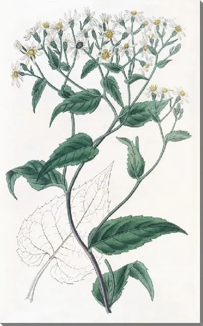 Картина Щитковидный Эврибия (1815-1819)