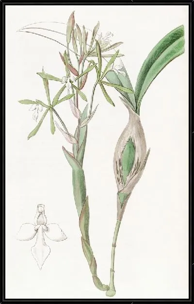 Картина Эпидендрум булавовидный (1815-1819)