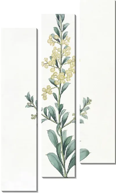 Картина Акация серполистная (1815-1819)