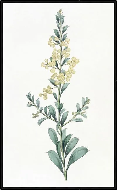 Картина Акация серполистная (1815-1819)