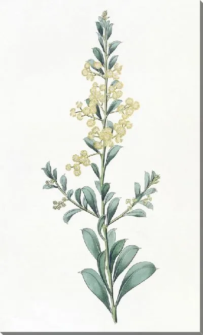 Картина Акация серполистная (1815-1819)