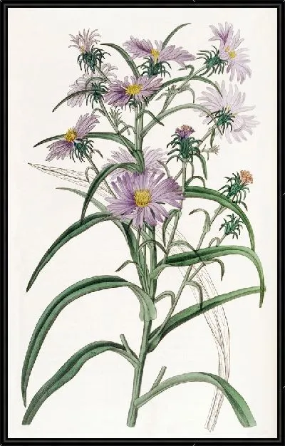 Картина Астра криволистная (1815-1819)