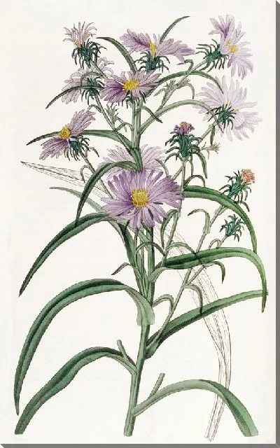 Картина Астра криволистная (1815-1819)