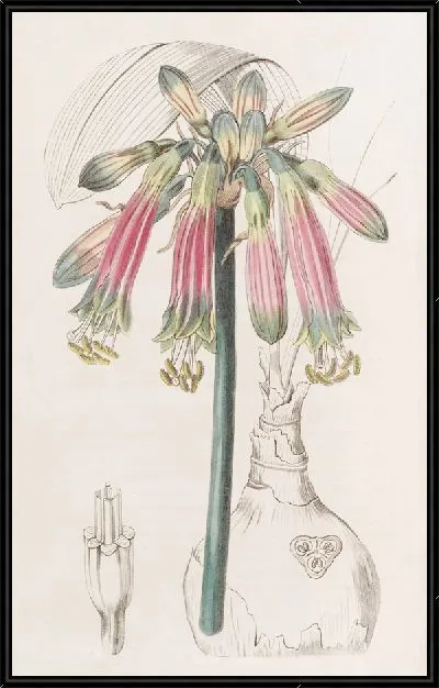 Картина Багровая и зеленая Федранасса (1815-1819)