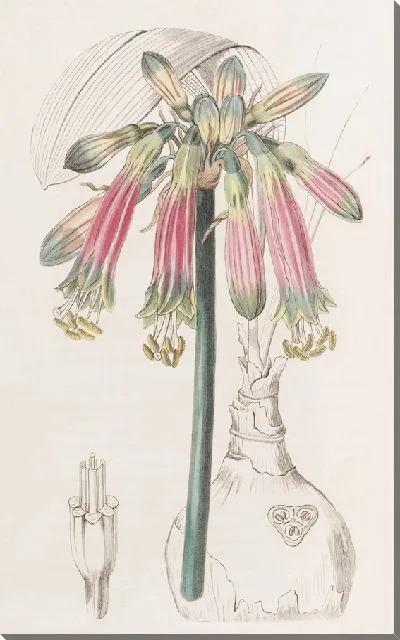 Картина Багровая и зеленая Федранасса (1815-1819)