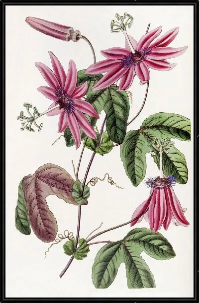 Картина Багровая пассифлора (1815-1819)