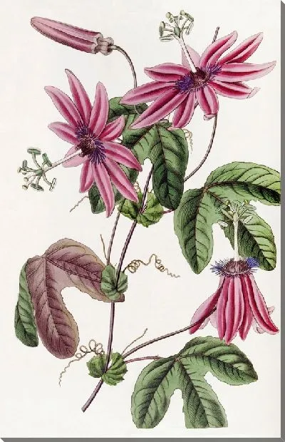 Картина Багровая пассифлора (1815-1819)