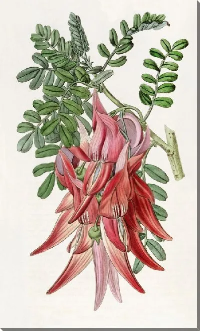 Картина Багровая Слава-Горошек (1815-1819)