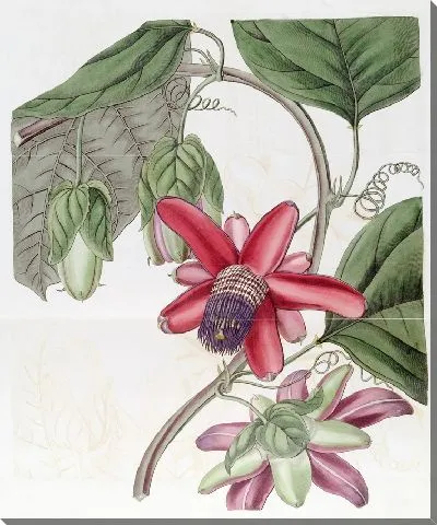 Картина Багровая страстоцвета (1815-1819)