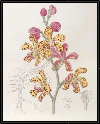 Картина Багрово-желтая Ванда (1815-1819)