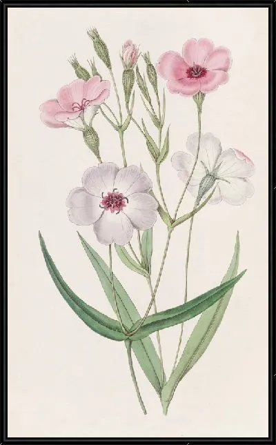 Картина Вискария темноглазая (1815-1819)