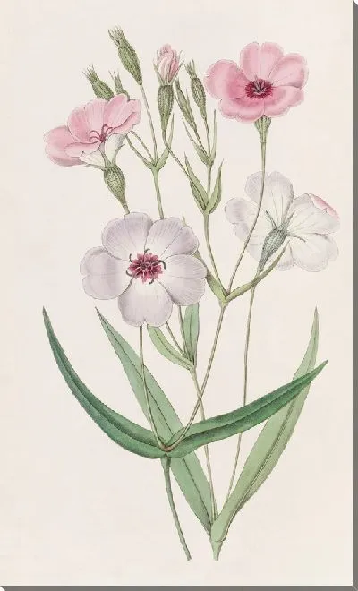 Картина Вискария темноглазая (1815-1819)