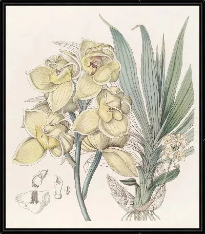 Картина Вывихнутые мормоды (1815-1819)