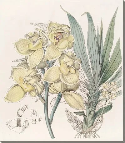 Картина Вывихнутые мормоды (1815-1819)