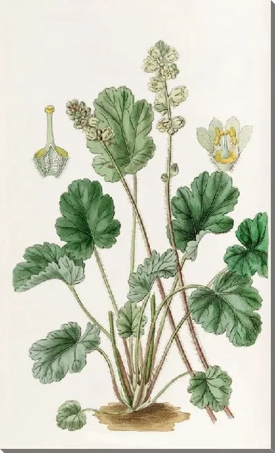 Картина Гейхера круглая (1815-1819)