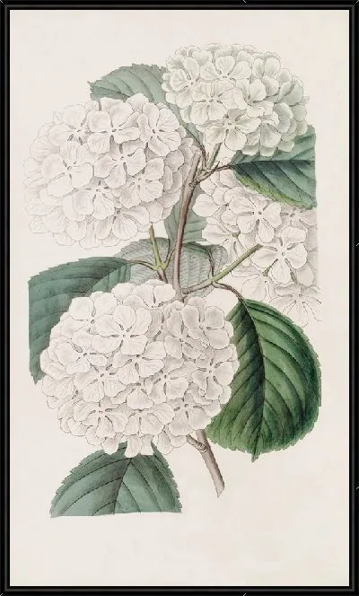 Картина Гофрированная гортензия Гельдрес (1815-1819)