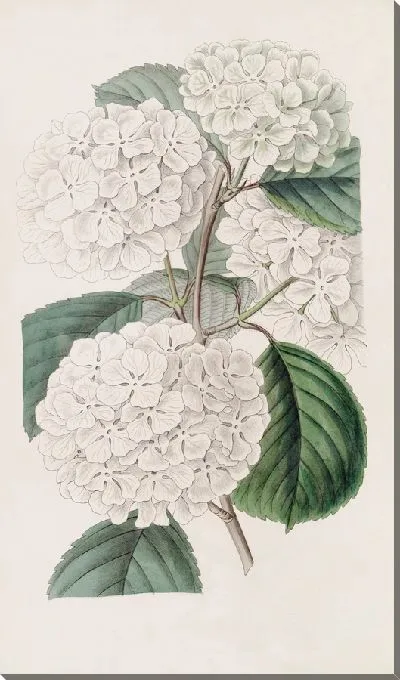 Картина Гофрированная гортензия Гельдрес (1815-1819)