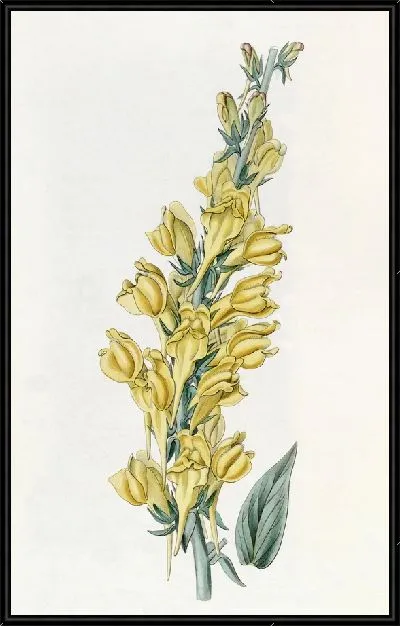 Картина Далматинская жаба-лен (1815-1819)