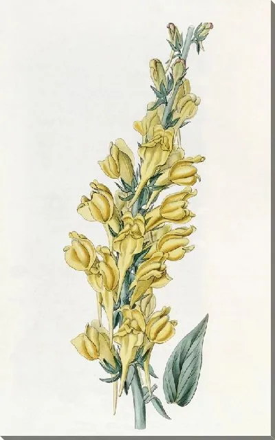 Картина Далматинская жаба-лен (1815-1819)