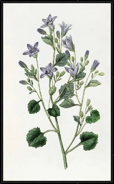 Картина Далматинская настенная колокольчик (1815-1819)