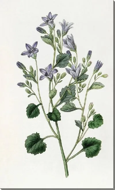 Картина Далматинская настенная колокольчик (1815-1819)