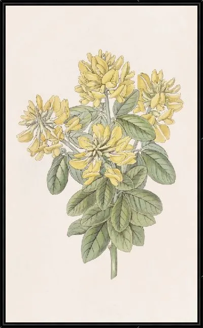 Картина Далматинский лабурнум (1815-1819)