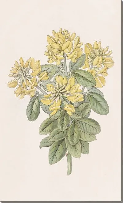 Картина Далматинский лабурнум (1815-1819)