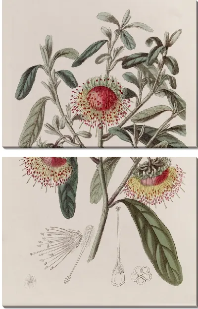 Картина Двойной кубок Дампира (1815-1819)