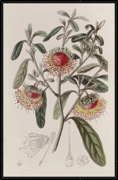 Картина Двойной кубок Дампира (1815-1819)