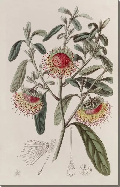 Картина Двойной кубок Дампира (1815-1819)