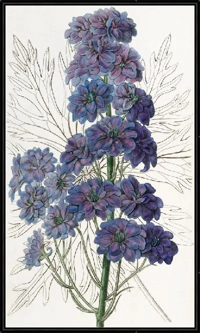 Картина Дельфиниум Барлови (1815-1819)