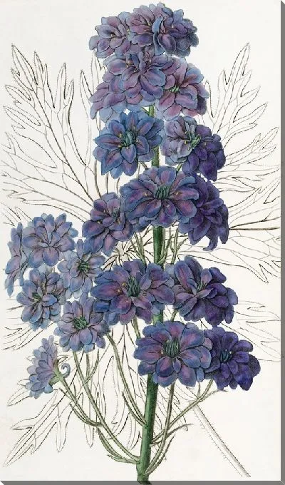 Картина Дельфиниум Барлови (1815-1819)