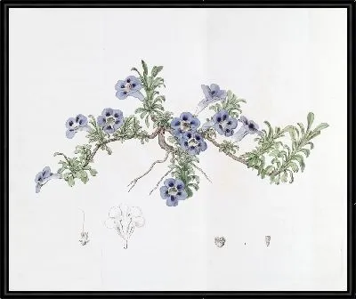 Картина Депрессивный аптосимум (1815-1819)