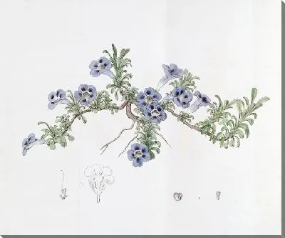 Картина Депрессивный аптосимум (1815-1819)