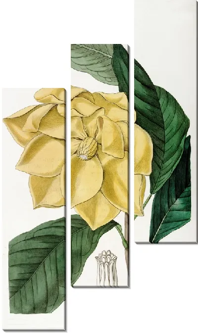 Картина Дерево Талаум Де Кандоля (1815-1819)
