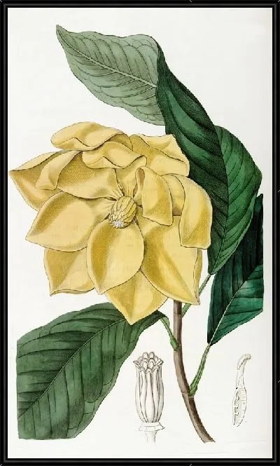 Картина Дерево Талаум Де Кандоля (1815-1819)