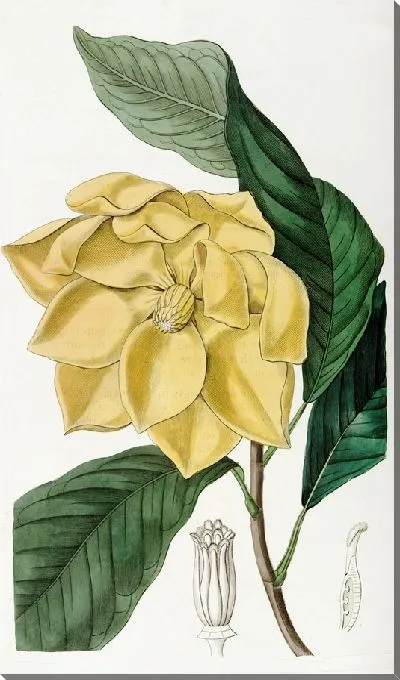 Картина Дерево Талаум Де Кандоля (1815-1819)