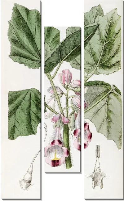 Картина Диандрус Мартиния (1815-1819)