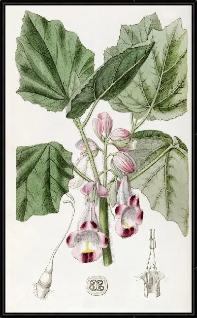 Картина Диандрус Мартиния (1815-1819)