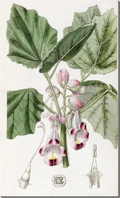 Картина Диандрус Мартиния (1815-1819)