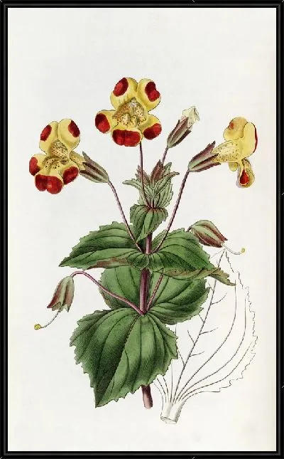 Картина Дидинамия ангиоспермия (1815-1819)