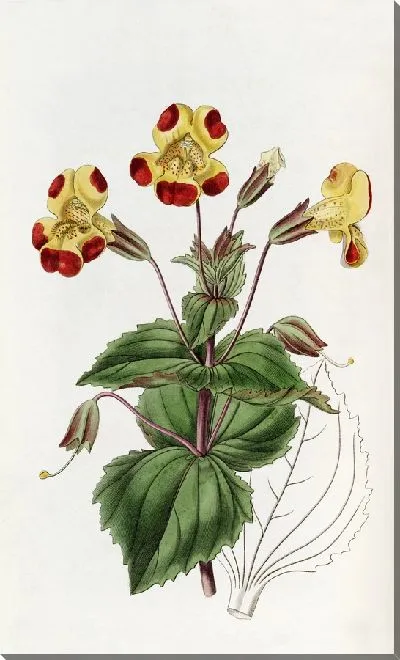 Картина Дидинамия ангиоспермия (1815-1819)