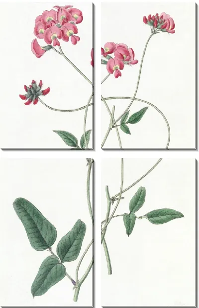 Картина Дилат Кеннедиа (1815-1819)